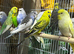 15 budgies
