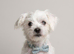 Maltese last boy puppy