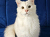 Maine Coon Shaded lines