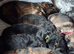 KC QUALITY GERMAN SHEPHERD PUPPIES