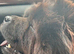 Chow chow female 3 years old