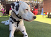 Dalmation dog
