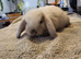 Beautiful Mini lop looking good a home