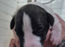 7 stunning kc registered whippet pups