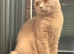 British shorthair kittens