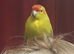 Kakariki's handtame kakariki hens