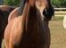 Shire cross thoroughbred
