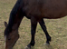 Showjumping/eventing