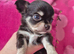 Chihuahua male