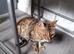 Bengal crossed kittens for sale