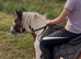 Super safe 4yo cob gelding for full loan