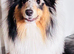 Amazing blue Merle Shetland sheepdog stud