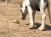 2 year old cob colt