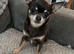 Pair of bonded chihuahuas