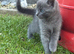 Lovely kittens ragdoll x
