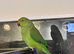 Beautiful young Indian ringnick parrot