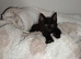 16 week old kitten