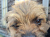 Border terrier puppies boys and a girl