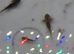 Baby axolotl gold /black