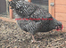 Chickens for sale