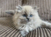 Beautiful cuddly ragdoll x Persian