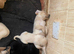 Lovely Labrador puplies