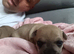 2 girls & 1 boy chihuahua puppies