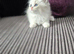 Stunning Ragdolls ready for new home