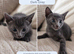 Beautiful Siamese Cross Kittens – Lilac Point Dad