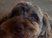Beautiful male cockapoo
