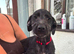 Female lurcher cross Labrador need a good home