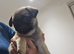 Pug puppie hull area
