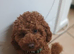 Cavapoo for stud