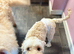 Australian labradoodle for sale