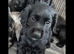 Cocker Spaniel Puppy