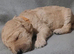 Standard poodle puppies