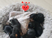 Yorkshire terrier puppies