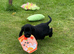Cocker Spaniel puppies