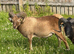 Pedigree Registered Soay Rams