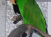 Electus parrots for sale