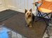 Miniature yorkshire terrier girl