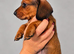 Miniature Dachshund Puppies 1 BOY