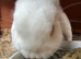 6 months mini lops