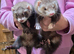 Ferrets