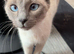 Ragamese siamese cross ragdoll