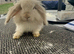 Female Mini Lion Lop Rabbit Looking for a Loving Home