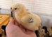 Unsexed 1 week old Buff Sussex