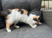 Cat 6-7 months old female