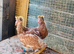 Meulman chicks