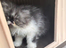 Beautiful kittens ready now